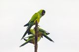 Nanday Parakeet (Aratinga nenday)