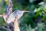 Striated Heron (Butorides striata)