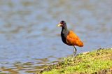 Wattled Jacana (Jacana jacana)