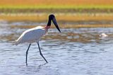 Jabiru (Jabiru mycteria)
