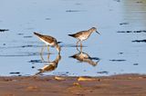 Lesser Yellowlegs (Tringa flavipes)