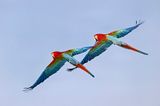 Red-and-green Macaw (Ara chloropterus)