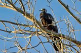 Blue-throated Piping Guan (Pipile cumanensis)