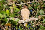 Roadside Hawk (Rupornis magnirostris)
