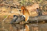 Yellow-chinned Spinetail (Certhiaxis cinnamomeus)