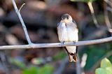 Brown-chested Martin (Progne tapera)