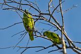 Turquoise-fronted Amazon (Amazona aestiva)