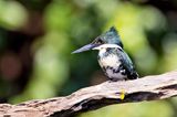 Green Kingfisher (Chloroceryle americana) -- female