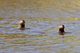 Giant Otter (Pteronura brasiliensis)