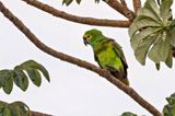 Turquoise-fronted Amazon (Amazona aestiva)