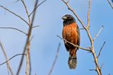 Chestnut-bellied Seed Finch (Oryzoborus angolensis) -- male