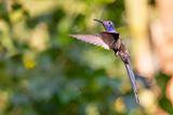 Swallow-tailed Hummingbird (Eupetomena macroura)