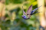 Swallow-tailed Hummingbird (Eupetomena macroura)