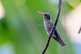 Gilded Sapphire (Hylocharis chrysura)