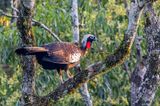 Black-fronted Piping Guan (Pipile jacutinga)