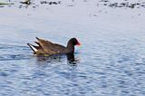 Purple Gallinule (Porphyrio martinica)