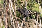 Large-tailed Antshrike (Mackenziaena leachii) -- male