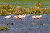 Roseate Spoonbill (Platalea ajaja)