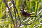 Greater Thornbird (Phacellodomus ruber)