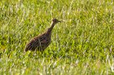 Spotted Nothura (Nothura maculosa)