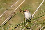 Yellow-chinned Spinetail (Certhiaxis cinnamomeus)
