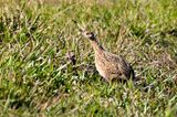 Spotted Nothura (Nothura maculosa)