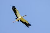 Maguari Stork (Ciconia maguari)