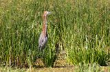 Rufescent Tiger Heron (Tigrisoma lineatum)