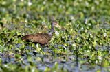 Limpkin (Aramus guarauna)