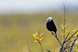 White-headed Marsh Tyrant (Arundinicola leucocephala) -- male