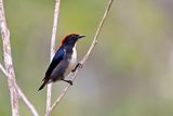 Scarlet-backed Flowerpecker (Dicaeum cruentatum) -- male