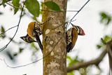Common Flameback (Dinopium javanense) -- male and female
