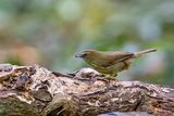 Pin-striped Tit-Babbler (Mixornis gularis)