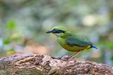 Bar-bellied Pitta (Hydrornis elliotii) -- male