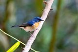 Indochinese Blue Flycatcher (Cyornis sumatrensis) -- male