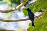Square-tailed Drongo-Cuckoo (Surniculus lugubris)