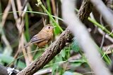 Buff-breasted Babbler (Pellorneum tickelli)