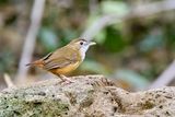 Abbotts Babbler (Malacocincla abbotti)