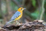 Orange-headed Thrush (Geokichla citrina)