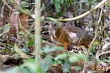 Vietnam Mouse-deer (Tragulus versicolor)