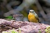Snowy-browed Flycatcher (Ficedula hyperythra) -- female