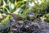 Rusty-capped Fulvetta (Schoeniparus dubius)
