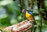 Snowy-browed Flycatcher (Ficedula hyperythra) -- male