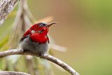 Crimson Sunbird (Aethopyga siparaja)