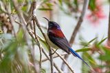 Black-throated Sunbird (Aethopyga saturata)