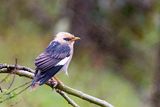 Vinous-breasted Myna (Acridotheres leucocephalus)