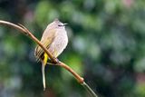 Flavescent Bulbul (Pycnonotus flavescens)