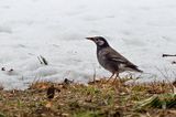 White-cheeked Starling (Spodiopsar cineraceus)