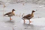 Tundra Bean Goose (Anser serrirostris)