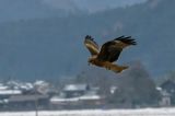 Black Kite (Milvus migrans)